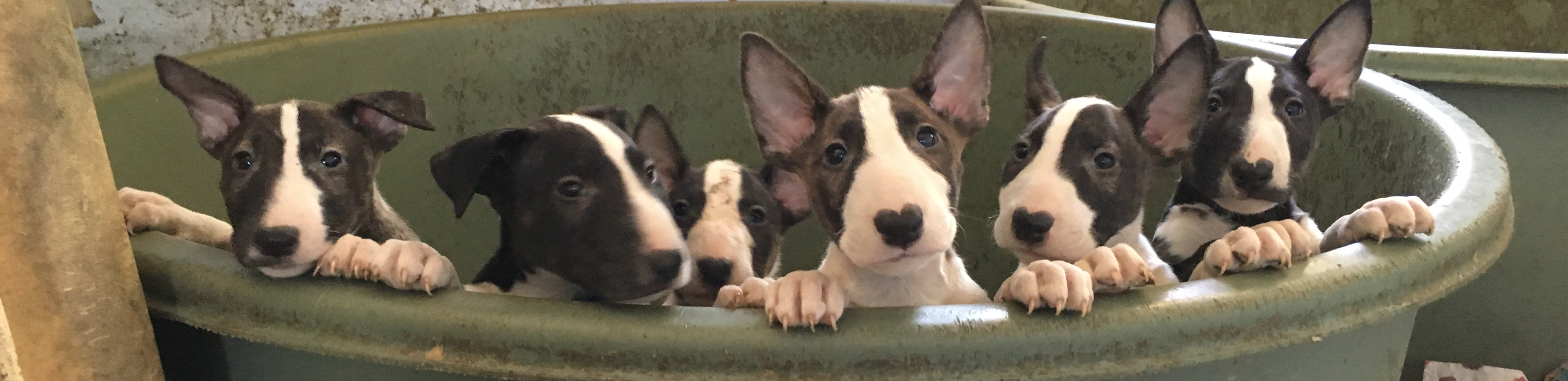 Bull Terrier Puppies from the Puppy Farm Raid in December 2018